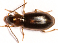 Acupalpus dubius